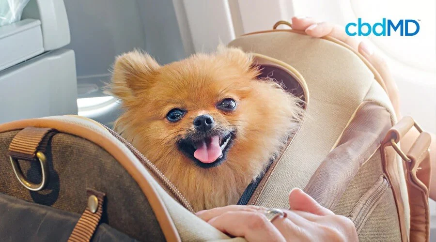 A little brown dog sits in a travel carrier at an airport