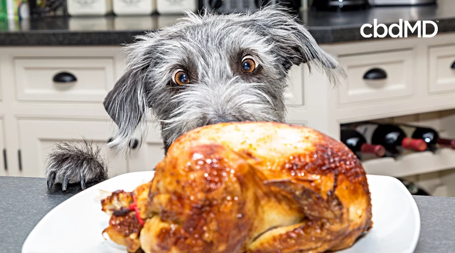 A grey dog looks longingly at a cooked turkey