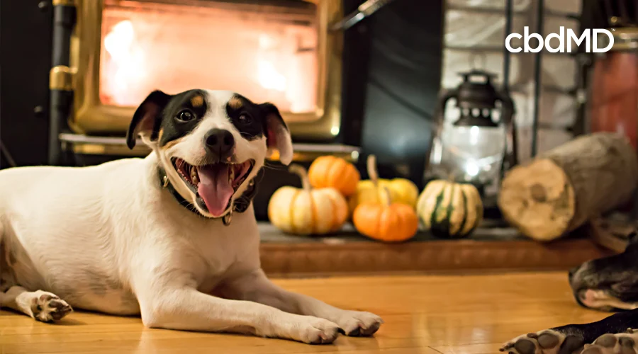 A white and black and brown dog sits by a fire with his tongue hanging out