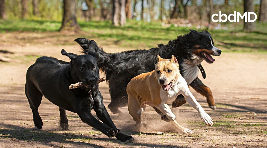A group of larger dogs runs in the park surrounded by trees