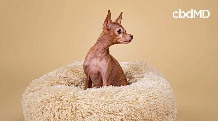 A small brown chihuahua sits on a fluffy dog bed