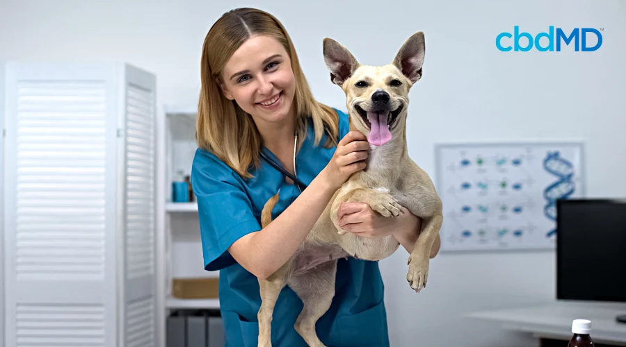 A smiling veterinarian holds up a cream colored dog