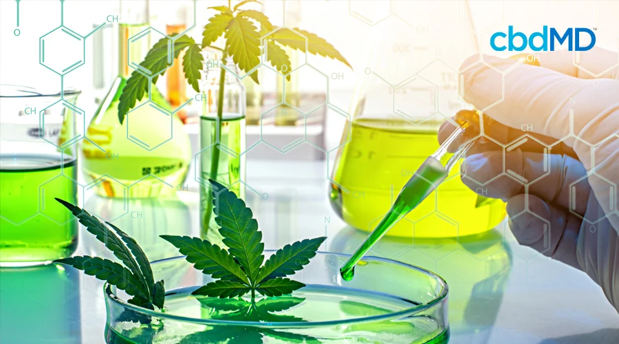 A lab sits laid out with cannabis for research next to filled beakers while gloved hand holds a dropper