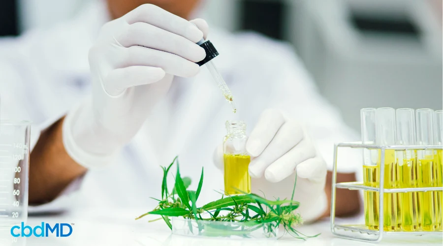 Scientist Studying Cannabinoid Oil for CBD Efficacy