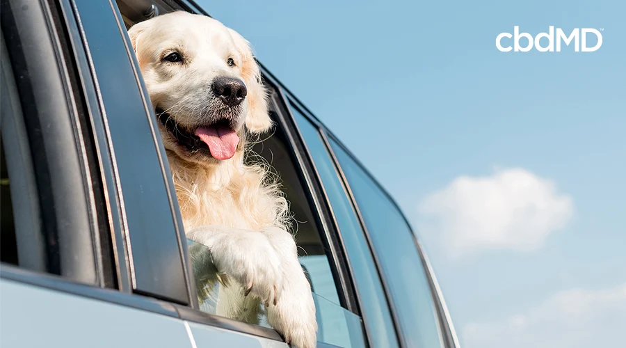 A large white dog hangs out the window of an suv headed down the road