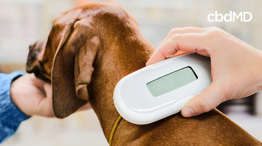 A brown dog sits patiently as he is scanned for a microchip with a large device