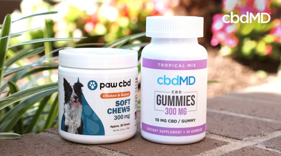 300 mg cbd soft chews for dogs and 300 mg cbd gummies from cbdmd sit side by side on a brick step