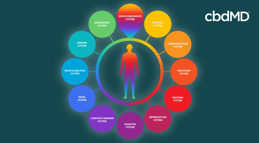 A colorful diagram shows multiple systems in the body on which supplements may act