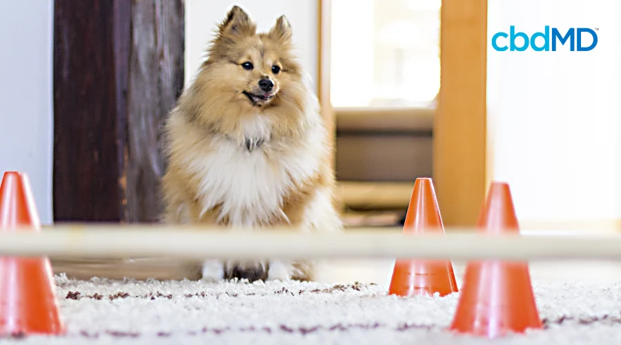 A small fluffy brown dog sits at the start of a homemade obstacle course