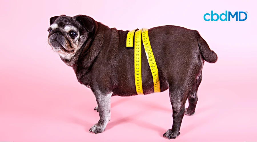 A very fat pug stands with a measuring tape around his waist