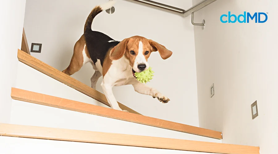 A beagle runs down a set of stairs with a lime green toy in his mouth