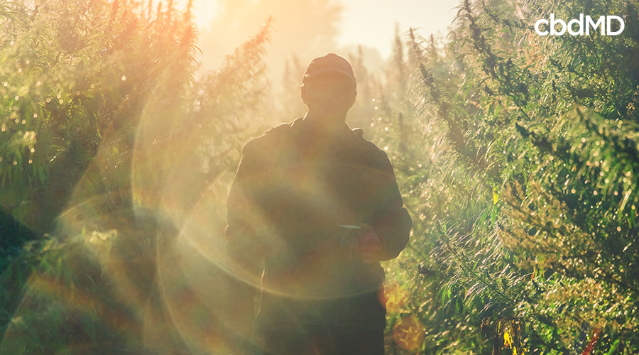 A farmer holding a coffee mug standing in a field of cannabis plants - cbdMD