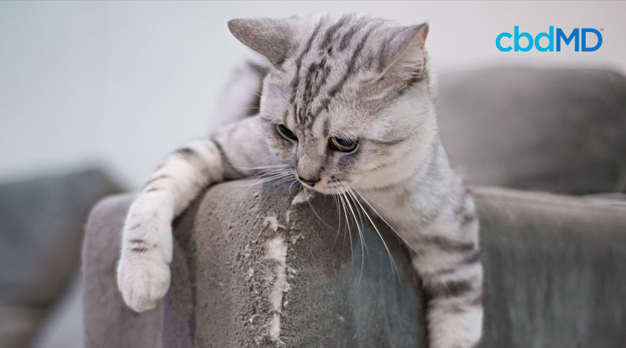 A grey and white cat sits on the arm of a couch that is torn up