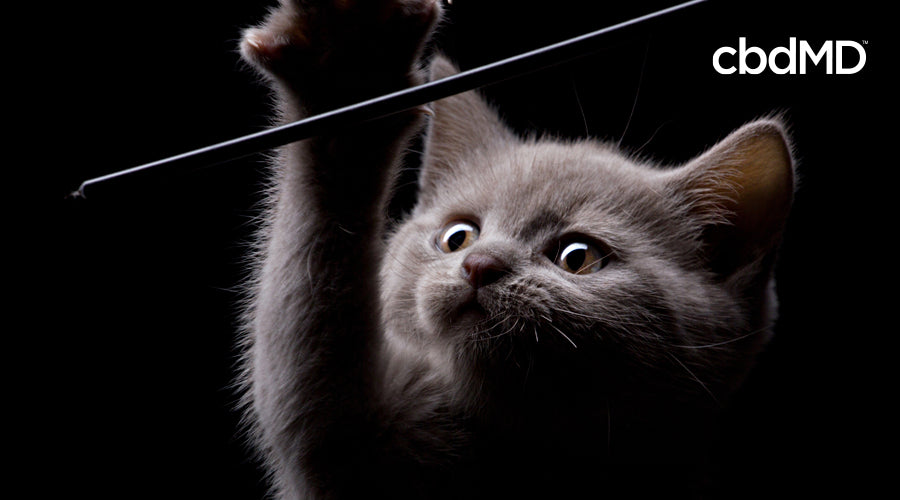 A little grey kitten reaches up to play with a toy in the dark