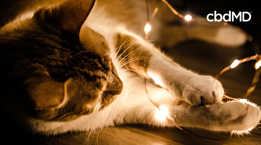 A brown and white cat lays on the floor and plays with stringlights