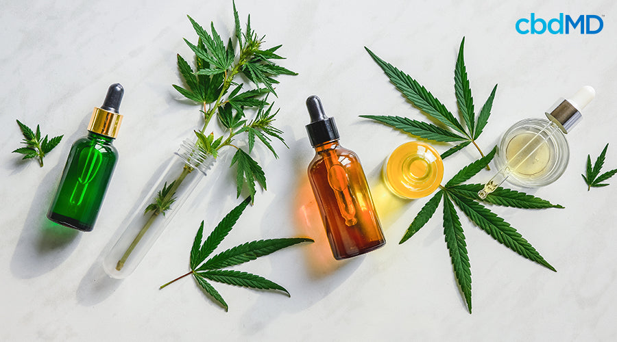 Various containers full of cannabis oil next to a glass tube that has a hemp plant in it with other hemp leaves around them - cbdMD