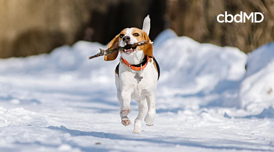 A small beagle runs through the snow carrying a very large stick in its mouth