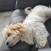Customer-uploaded image. Click to see more details. The image represents: A small dog with fluffy cream and tan colored fur rests on gray car seat upholstery. The dog appears to be a small breed, possibly a Maltese or similar toy breed mix, lying down on the vehicle's interior.