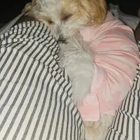 Customer-uploaded image. Click to see more details. The image represents: A small fluffy dog with tan and white fur wearing a pink outfit, resting on a person's lap who is wearing striped clothing.