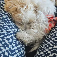 Customer-uploaded image. Click to see more details. The image represents: A fluffy small dog with cream and white colored fur resting on a person's lap who is wearing patterned blue and white pants. A stuffed animal toy is visible in the background.