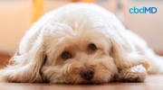 Sad white fluffy dog lying on wooden floor, health and pet wellness concept