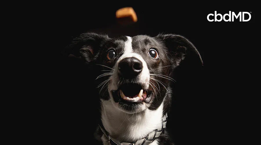 Excited black and white dog catching a treat against a dark background