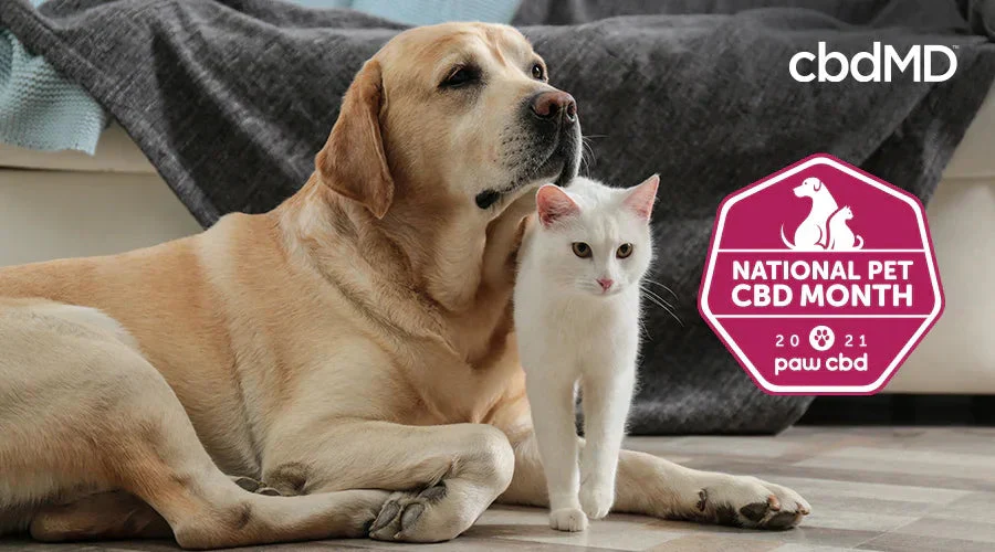 Golden Labrador dog and white cat on couch, National Pet CBD Month 2021 badge displayed.
