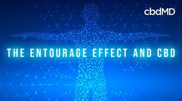 Digital human figure made of particles with text 'The Entourage Effect and CBD' on blue background