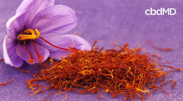 Purple saffron flower and saffron threads on a violet surface