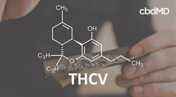 THCV molecular structure overlay on hands preparing herbal product