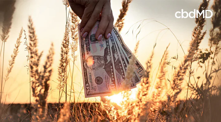 Hand holding US dollar bills in a hemp field at sunset, symbolizing CBD farm investment