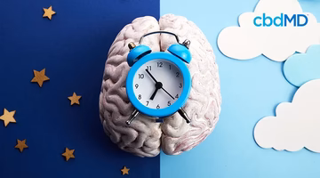 Blue alarm clock on brain model with stars and clouds, symbolizing sleep and brain health