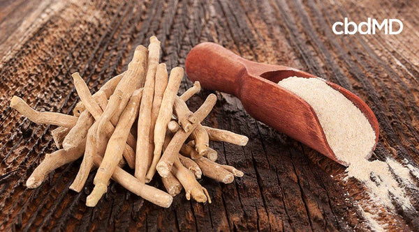 Ashwagandha roots and ashwagandha powder in a wooden scoop on rustic wood table