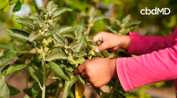 Person harvesting ashwagandha plant outdoors, green leaves and stems in focus