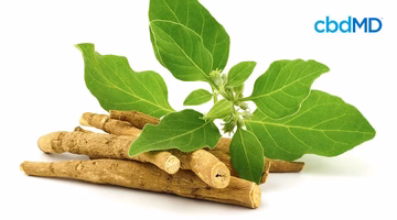 Ashwagandha roots with green leaves, natural supplement for wellness and relaxation
