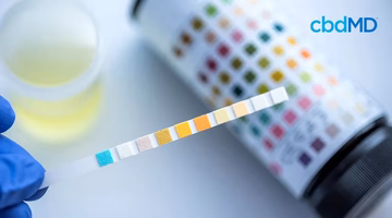 Gloved hand holding a urine test strip near a sample and color chart, cbd wellness concept.