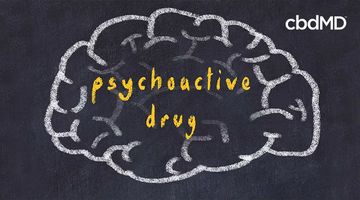 Chalk brain outline on blackboard with 'psychoactive drug' text, cbd and wellness concept
