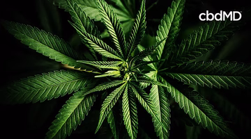 Close-up of green cannabis leaf with cbdMD text, highlighting hemp plant details