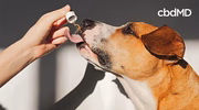 Person giving CBD oil to a dog using a dropper with cbd supplement for pets