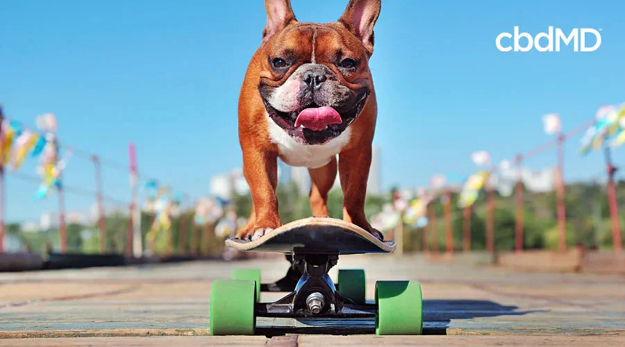 Happy French Bulldog riding a skateboard outdoors, healthy lifestyle for active dogs