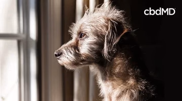 Small anxious dog looking out a sunny window, stress relief for pets, calm canine support
