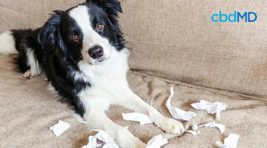Black and white dog on sofa with torn paper, showing pet anxiety or stress