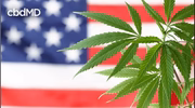 Green hemp plant leaves in front of a blurred American flag background