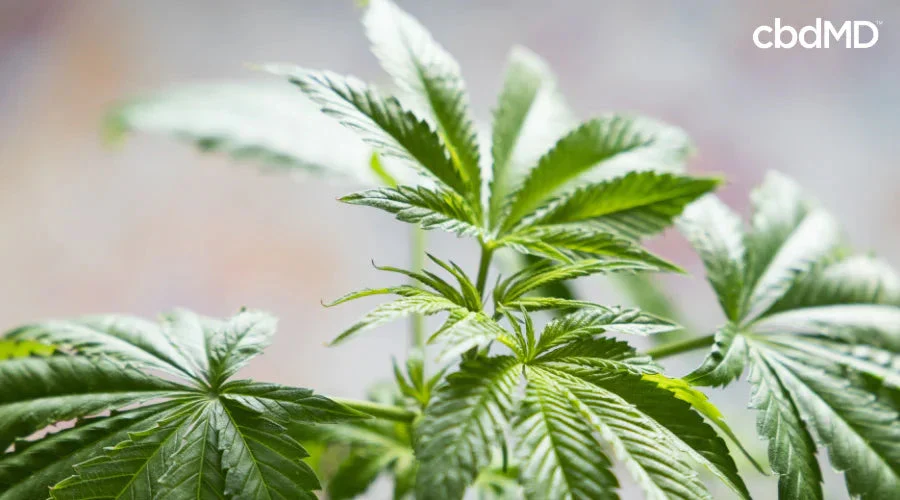 Close-up of green cannabis plant leaves with white cbdMD text on a blurred background.