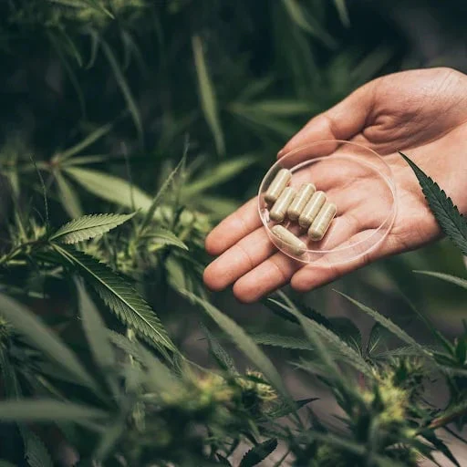 Person holding clear dish with capsules among green hemp plants outdoors