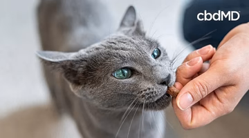 Gray cat being given a CBD treat by hand, close-up view, bright indoor setting