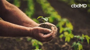 Farmer holding soil with a small plant in an organic CBD hemp field