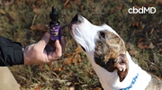 Dog sniffing a paw cbd calming oil bottle outdoors, pet wellness supplement scene.