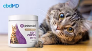 Tabby cat lying beside a container of chicken and catnip CBD soft chews for cats