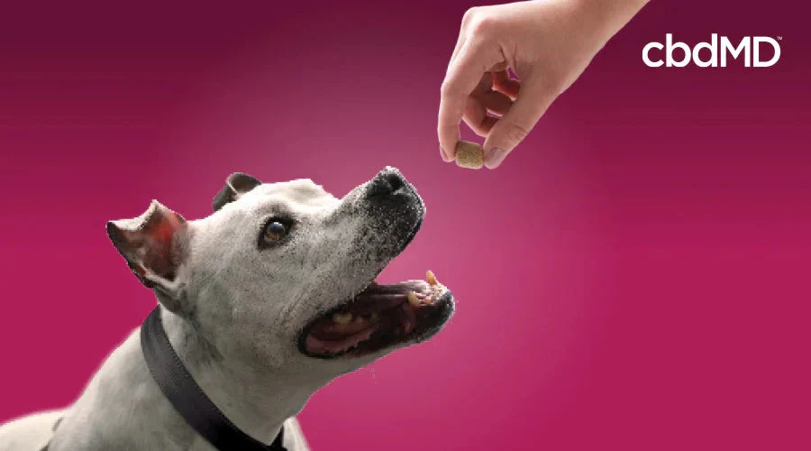 Smiling dog receiving a treat from a hand against a pink background